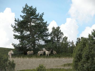 Agricultura convoca las ayudas al pastoreo orientado a la prevención de incendios forestales