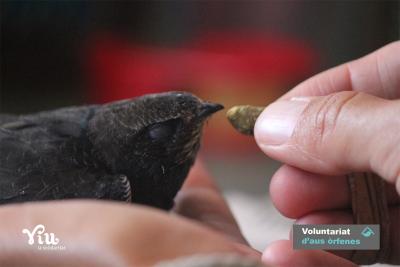 L'IVAJ organitza un programa de voluntariat d'aus òrfenes al Centre de Recuperació de Fauna La Granja del Saler