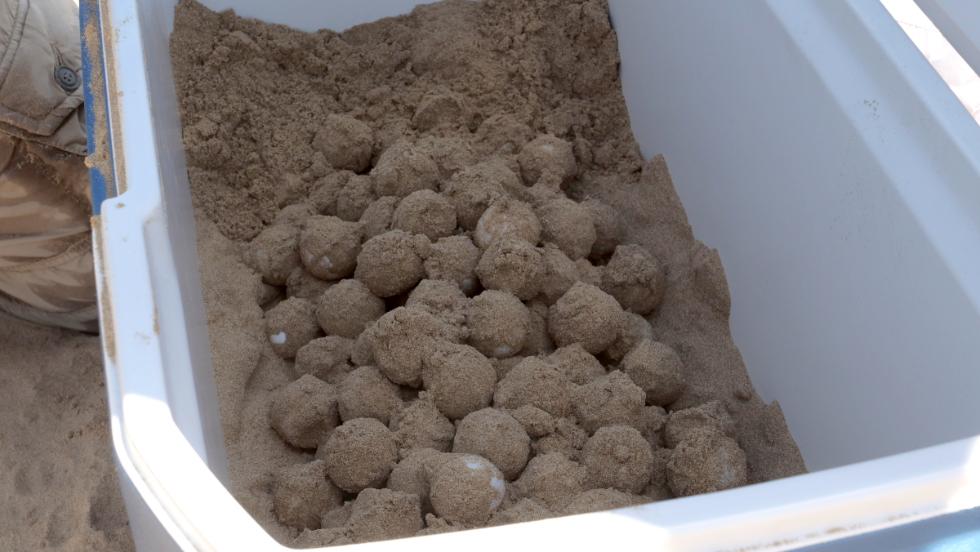 Una tortuga boba pone 131 huevos en una playa de Guardamar del Segura