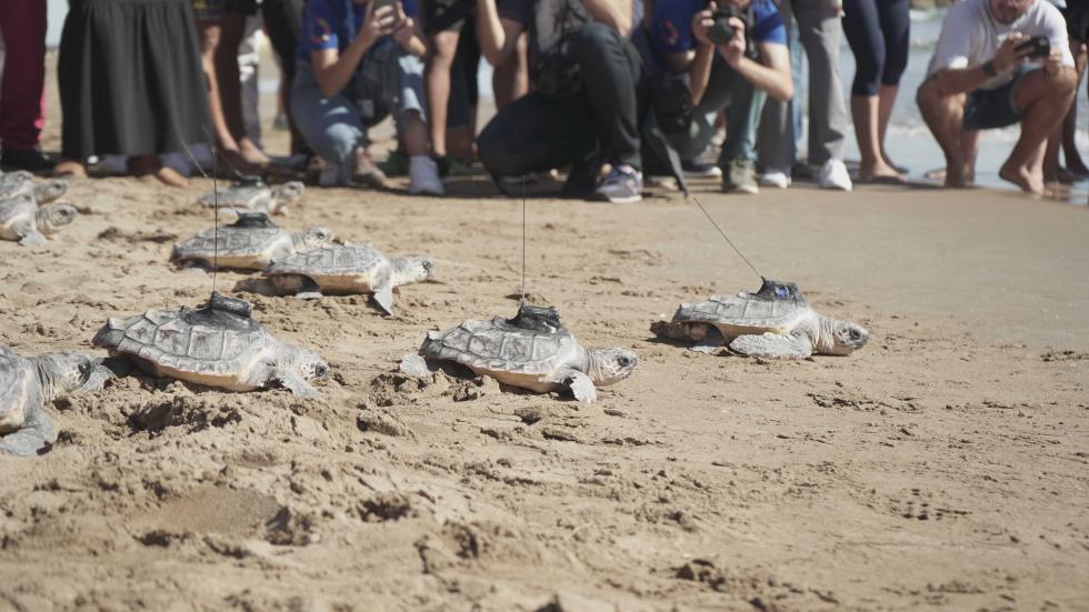 Las catorce tortugas del nido de El Puig regresan al mar tras un año en el Oceanogràfic de la Ciutat de les Arts i les Ciències