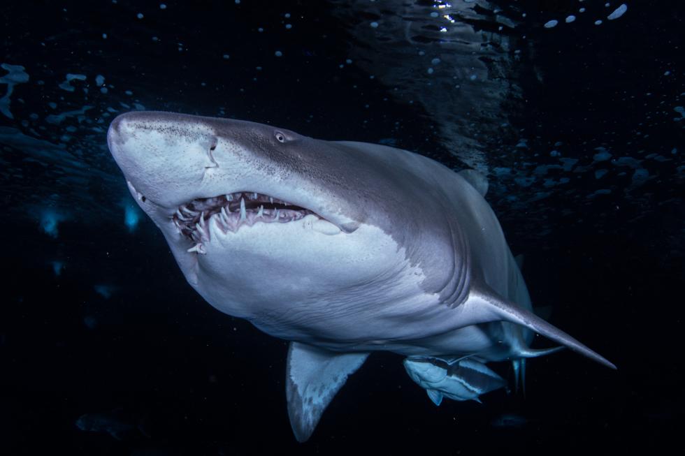 Los mayores expertos mundiales en tiburones se reúnen por primera vez en Europa para frenar su extinción masiva