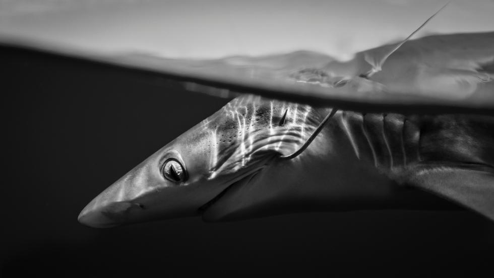 Los mayores expertos mundiales en tiburones se reúnen por primera vez en Europa para frenar su extinción masiva