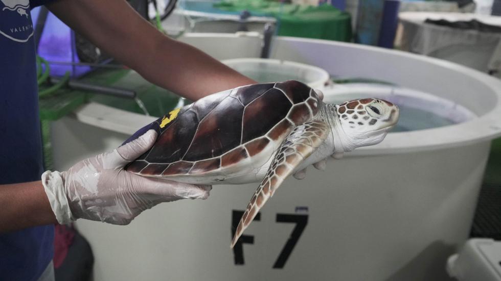 El Oceanogràfic de la Ciutat de les Arts i les Ciències recibe cuatro tortugas verdes en peligro de extinción del acuario de Nagoya en Japón