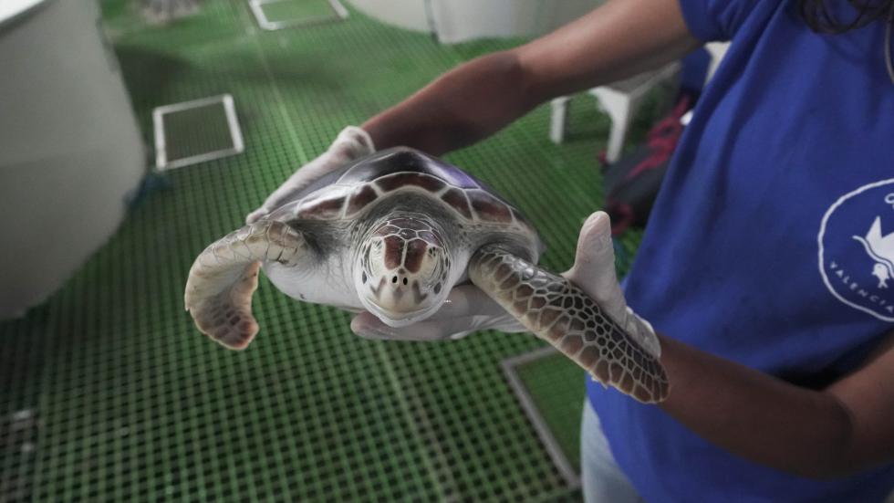 L'Oceanogràfic de la Ciutat de les Arts i les Ciències rep quatre tortugues verdes en perill d'extinció de l'aquari de Nagoya, al Japó