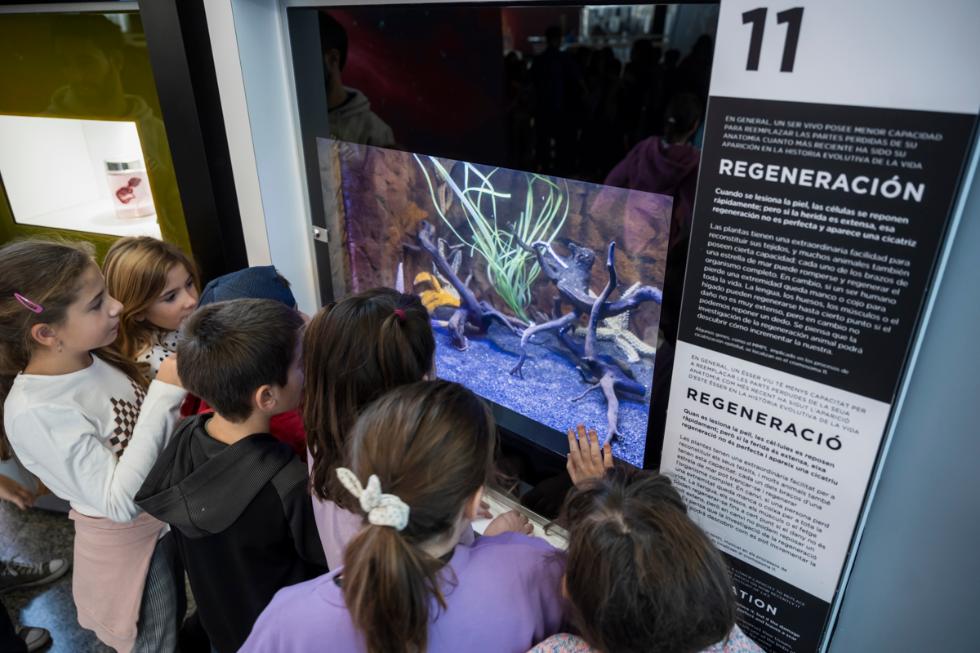 El Museu de les Ciències incorpora caballitos de mar en un acuario del ‘Bosque de Cromosomas’