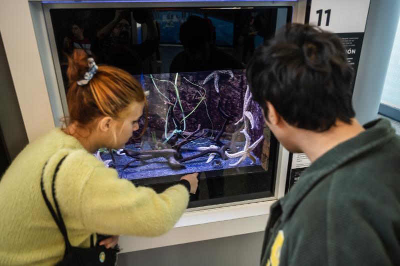 El Museu de les Ciències incorpora caballitos de mar en un acuario del ‘Bosque de Cromosomas’