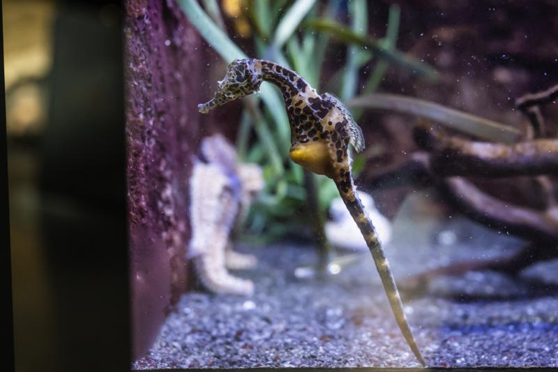 El Museu de les Ciències incorpora cavallets de mar en un aquari del ‘Bosc de cromosomes’