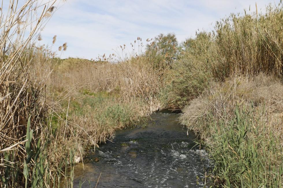 Transició Ecològica inverteix 1,2 milions d’euros en la restauració del paisatge i els hàbitats naturals del riu Vinalopó al seu pas pel terme d’Elx