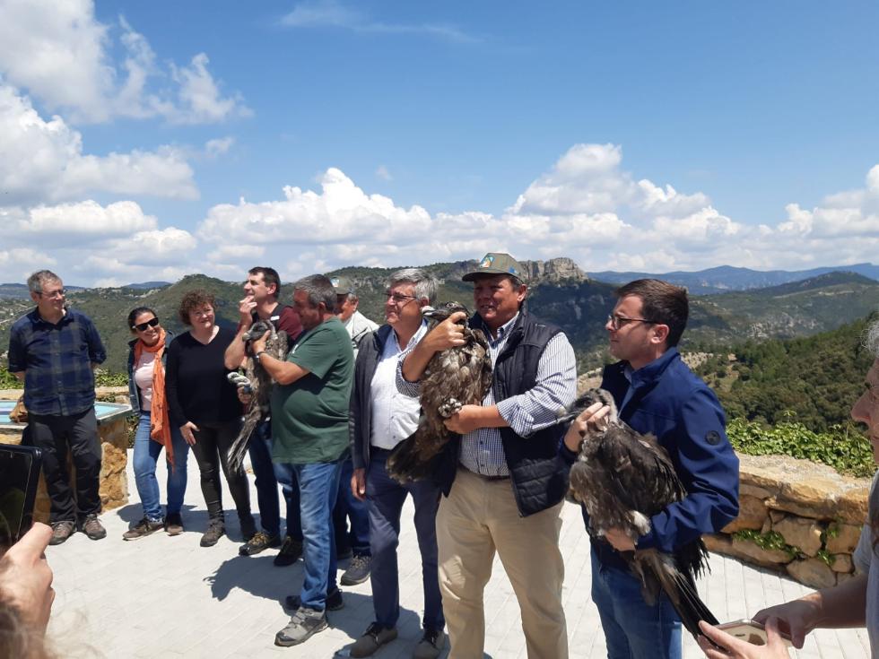 Transición Ecológica introduce tres nuevos jóvenes quebrantahuesos en el Parque Natural de la Tinença de Benifassà