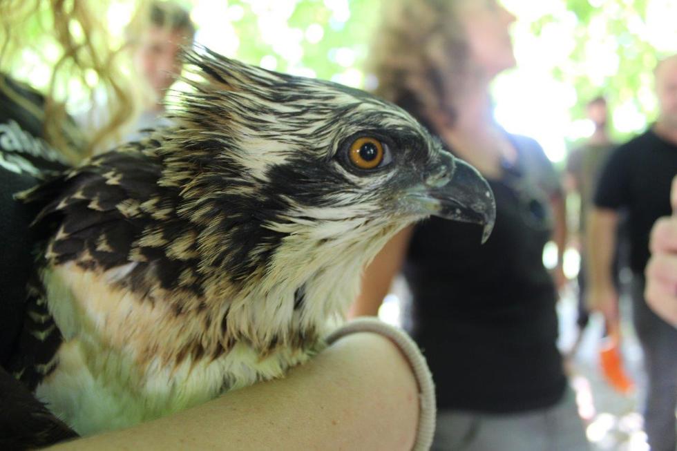 Transición Ecológica introduce 12 nuevos pollos de águila pescadora en el parque natural de la Marjal de Pego-Oliva