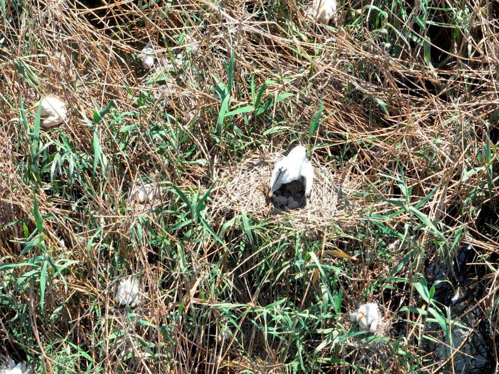 La Conselleria de Medi Ambient constata que l’espàtula nidifica per primera vegada a la Comunitat Valenciana