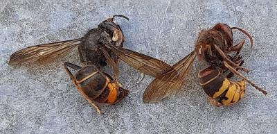 Vespa velutina (i) junto a Vespa cabro (d), son especies diferentes. La Vespa cabro es autóctona y no representa un riesgo para la apicultura.