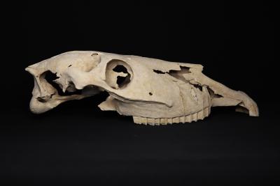 L’IVCR+i restaura nou cranis d’èquids trobats a la vila romana de Casas de Campo a Villena
