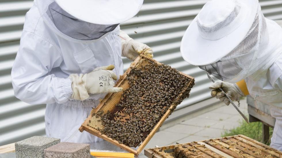 Agricultura convoca ayudas por importe de 646.750 euros para compensar a los apicultores por la pérdida de ingresos derivada de la sequía