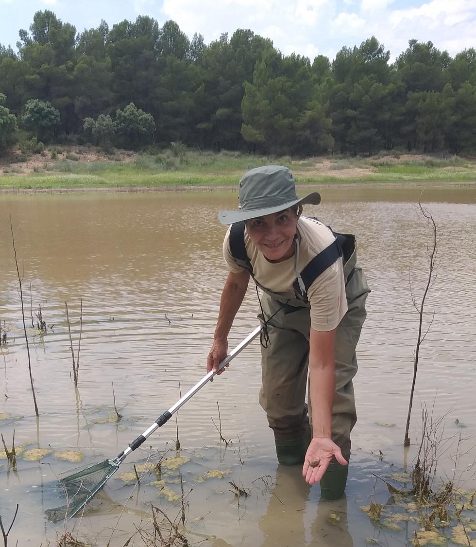 Medio Ambiente habilita en Alicante la primera charca para la preservación del Triops, la especie viva más antigua de la Tierra