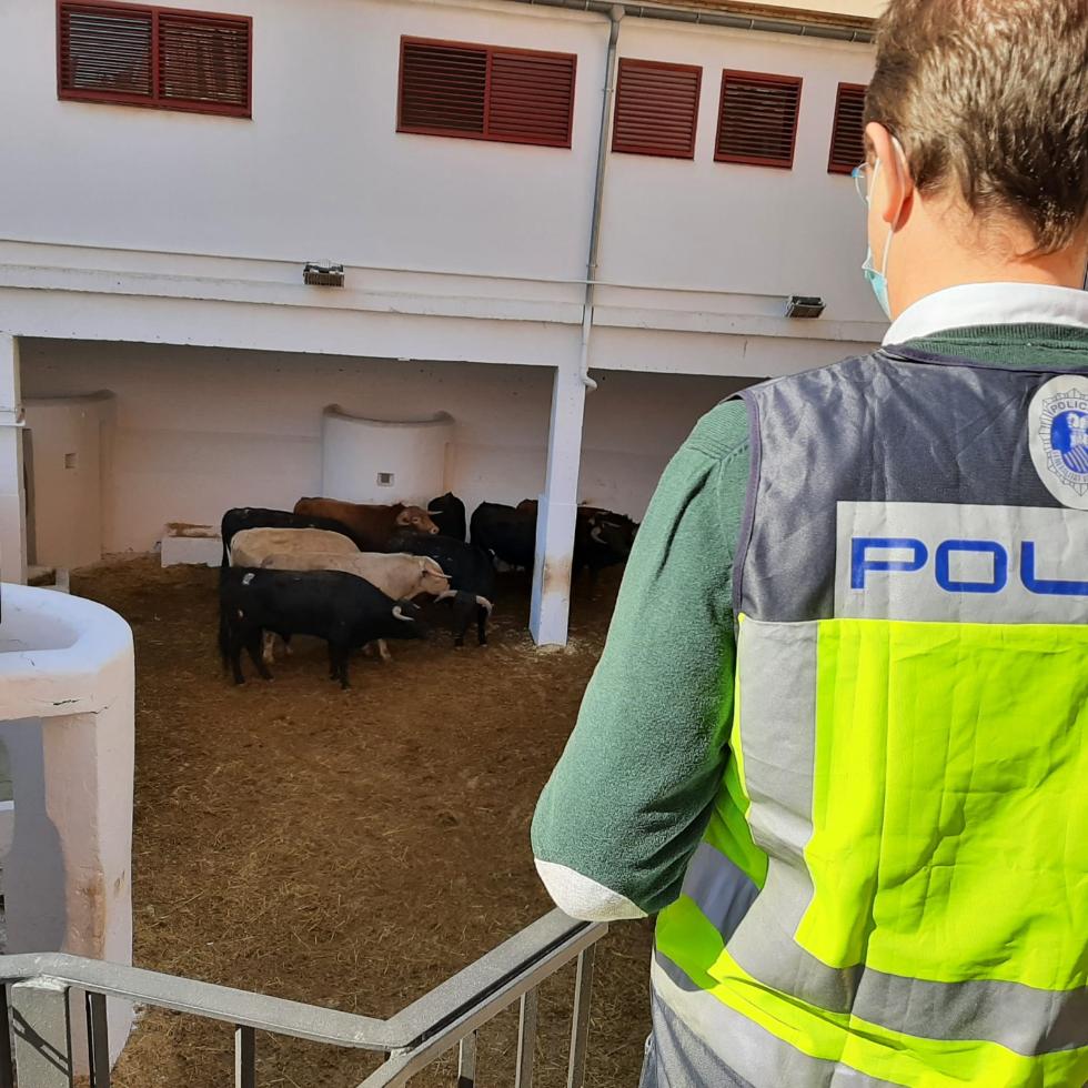 Un agent de la policia adscrita a la Generalitat supervisa uns caps de bestiar