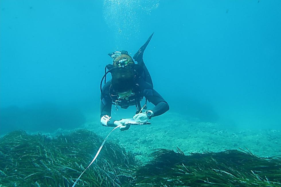 Les praderies de ‘Posidonia oceanica’ presenten un increment de la seua densitat durant 20 anys en els espais marins protegits del litoral valencià