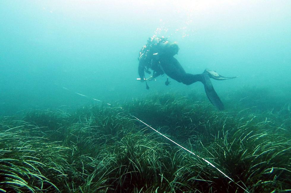 Les praderies de ‘Posidonia oceanica’ presenten un increment de la seua densitat durant 20 anys en els espais marins protegits del litoral valencià
