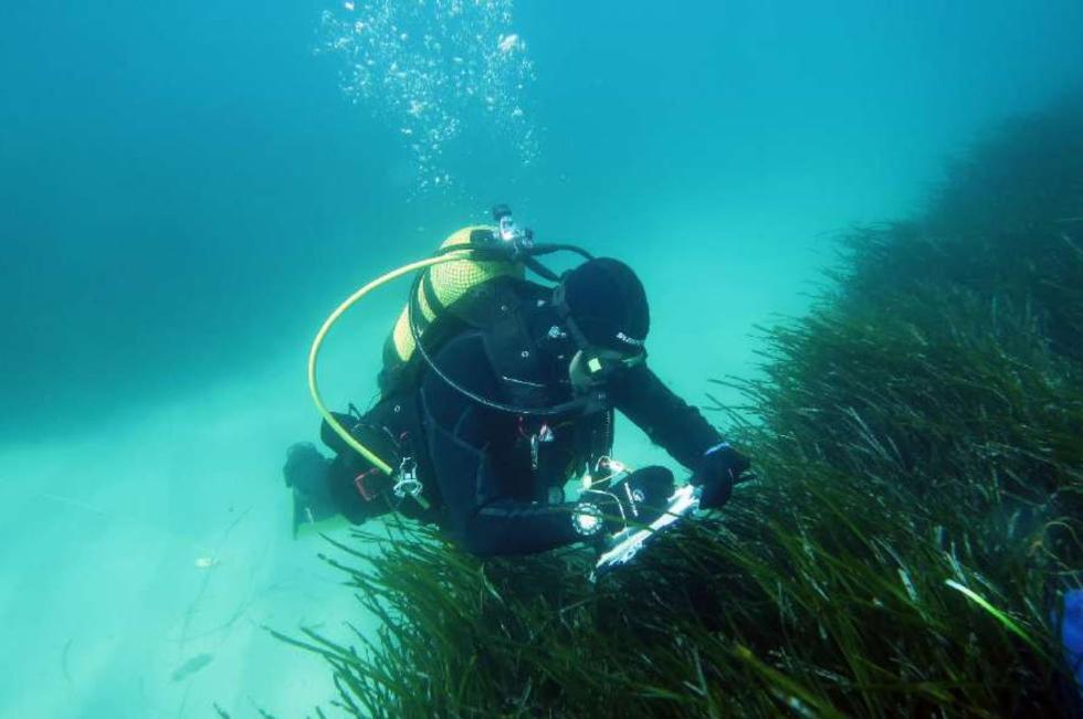 Image 3 of article Las praderas de Posidonia oceanica presentan un incremento de su densidad durante 20 años en los espacios marinos protegidos del litoral valenciano