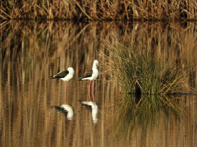 Medio Ambiente contabiliza más de 43.000 parejas de aves acuáticas reproductoras en los humedales de la Comunitat durante 2023